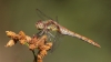 J18_2220 Sympetrum striolatum female